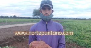 Cosechan en Candelaria una superbatata de casi 10 kilos