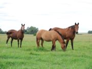Equinos: desarrollan una crema para controlar una enfermedad venérea