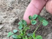 Recomendaciones: detectan ataque de trips en implantación de alfalfa en el sur de San Luis