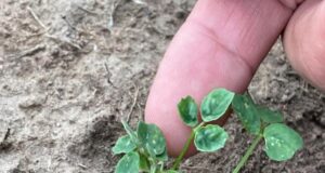 Recomendaciones: detectan ataque de trips en implantación de alfalfa en el sur de San Luis