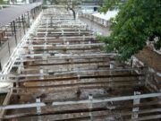 Corrales vacíos en Liniers: en la semana, la vaca cayó un 15% por el cierre de exportaciones de la carne