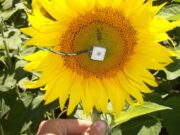 Micrometeorología: el clima bajo la lupa