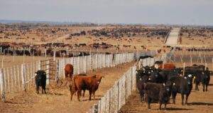 San Luis: malestar contra Ser Beef y Frigorífico Rioplatense porque movieron hacienda en pleno paro