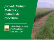 INTA San Luis: jornada virtual sobre malezas y cultivos de cobertura