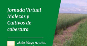 INTA San Luis: jornada virtual sobre malezas y cultivos de cobertura