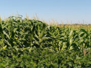 En la Argentina, sólo se repone el 30 % de los nutrientes que se extraen