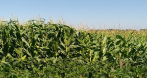 En la Argentina, sólo se repone el 30 % de los nutrientes que se extraen