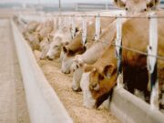 La cadena de la carne ofrece soluciones para reabrir las exportaciones