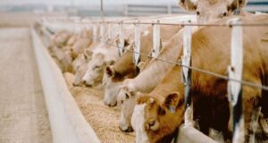 La cadena de la carne ofrece soluciones para reabrir las exportaciones