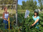 Investigadoras de Villa Mercedes desarrollaron una nueva variedad de soja