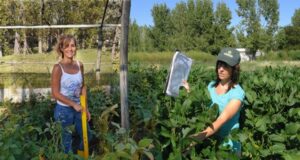 Investigadoras de Villa Mercedes desarrollaron una nueva variedad de soja