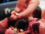 El monte nos da comida: Webinar para reflexionar sobre alimentos autóctonos
