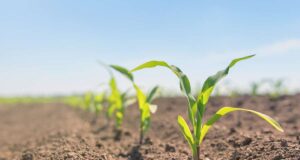 Según la Guía del Agro, la 2021/22 sería la campaña más sustentable de la década