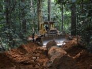 Se ignora la causa fundamental de las pandemias: la destrucción de la naturaleza