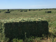 Campaña 2021: Evaluación económica de la producción de heno de alfalfa