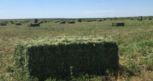 Campaña 2021: Evaluación económica de la producción de heno de alfalfa