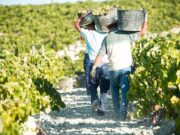 La uva rinde más que la soja, según estudio comparativo