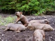 Recomendaciones para evitar la propagación y ocurrencia de brotes de la triquinosis