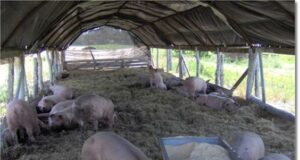 La cama profunda es bienestar más eficiencia y menores costos