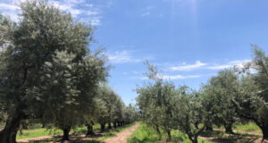 Aceite de oliva: Mendoza podría ser la primera denominación de origen