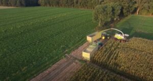 Un millón de hectáreas de trigo sembradas en la región núcleo