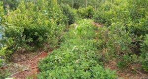 El Instituto de la Yerba Mate apoya la multiplicación de las cubiertas verdes