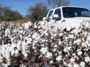San Luis se beneficia al mantenerse como área libre del picudo del algodonero