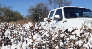San Luis se beneficia al mantenerse como área libre del picudo del algodonero