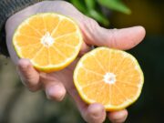 Presentan dos nuevas variedades de mandarinas saneadas