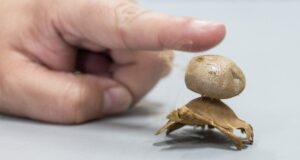 La UNSL conserva una de las colecciones más completas de Hongos del país