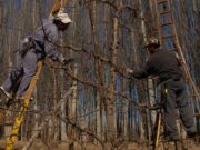 La Uatre acordó un 40,9% de aumento salarial para fruticultores