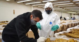 Fiscalizaron más de 9,5 millones de kilos de tabaco para exportar a China