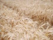 Ciclo de charlas de INTA: El trigo en foco