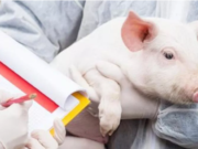 Nuevas pautas de la FAO para el uso responsable de antibióticos en porcinos