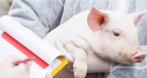 Nuevas pautas de la FAO para el uso responsable de antibióticos en porcinos