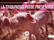 Recomendaciones para la prevención de la triquinosis en las personas
