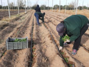 Sol Puntano comenzó la producción de hortalizas de otoño-invierno