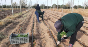 Sol Puntano comenzó la producción de hortalizas de otoño-invierno