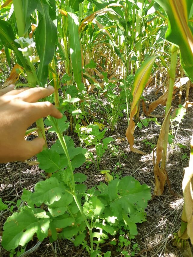 Cultivo de servicio