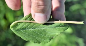 Todo sobre el Yuyo colorado: ¿Dónde es un problema el Amaranthus palmeri?