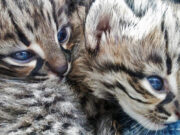 Tres animales autóctonos ingresaron al Centro de Conservación de Vida Silvestre de La Florida