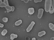Identifican potenciales blancos terapéuticos para diferentes especies de la bacteria que produce la brucelosis