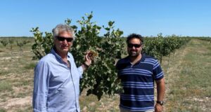El proyecto sanjuanino Pistachos de los Andes crece y genera nuevas oportunidades para emprendedores