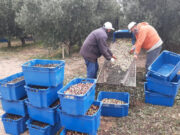 Ya se cosecharon casi 10 toneladas de aceitunas en Sol Puntano