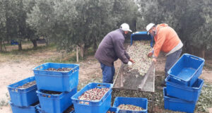 Ya se cosecharon casi 10 toneladas de aceitunas en Sol Puntano