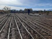 Cultivo asociativo de cebollas en un predio de El Suyuque