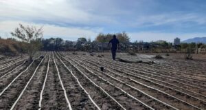 Cultivo asociativo de cebollas en un predio de El Suyuque