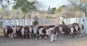 Valores firmes y lotes parejos en el primer remate de junio de San Luis Feria