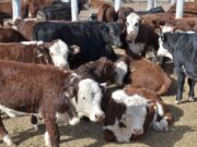 Las operaciones en negro por las carnes rojas