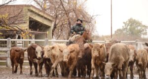 En medio de una nevada y en el día más frío del año, San Luis Feria remató 500 cabezas